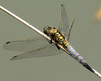 Orthetrum cancellatum Großer Blaupfeil male changing color