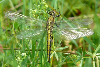 Orthetrum cancellatum Großer Blaupfeil male