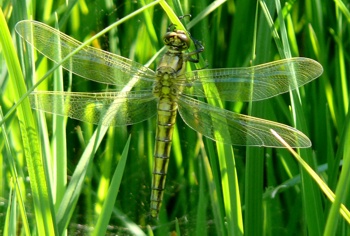 Orthetrum cancellatum Großer Blaupfeil fresh female