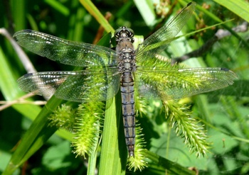 Orthetrum cancellatum Großer Blaupfeil old female