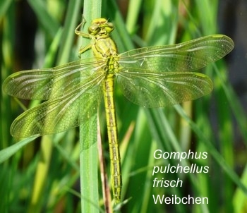 Gomphus pulchellus Westliche Keiljungfer fresh femal