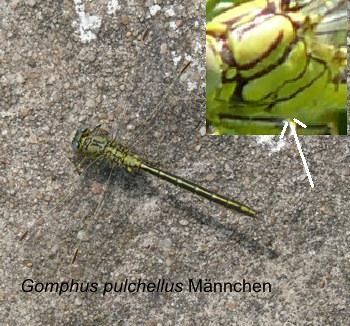Libellen der Wetterau (Hessen), Gemeine Keiljungfer (Gomphus