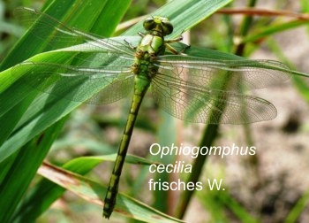 Ophiogomphus cecilia Grüne Keiljungfer fresh female