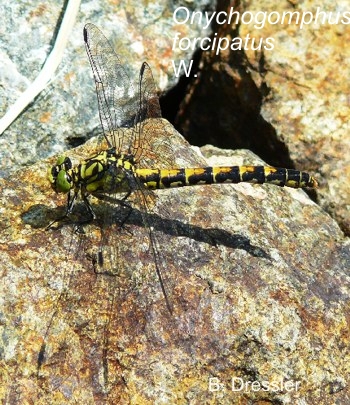 Onychogomphus forcipatus Kleine Zangenlibelle female