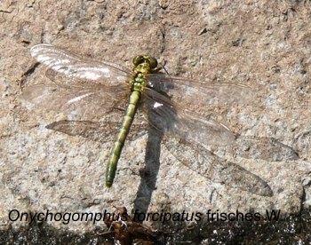 Onychogomphus forcipatus Kleine Zangenlibelle fresh female