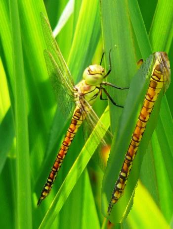 Aeshna affinis Sdliche Mosaikjungfer young female