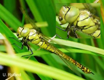 Aeshna affinis Sdliche Mosaikjungfer female