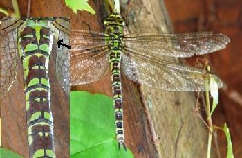 Aeshna cyanea Blaugrne Mosaikjungfer female