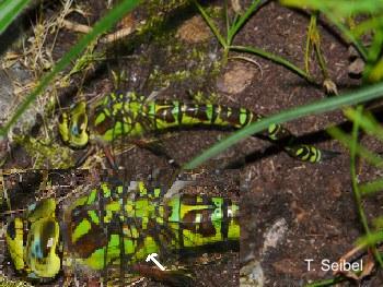 Aeshna cyanea Blaugrüne Mosaikjungfer Weibchen