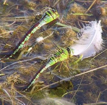 Anax imperator Groe Knigslibelle female