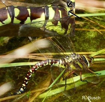 Aeshna juncea Torf-Mosaikjungfer female