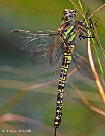 Aeshna subarctica Hochmoor-Mosaikjungfer female