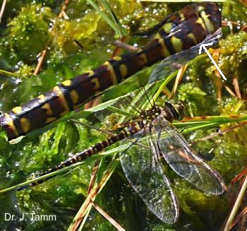 Aeshna subarctica Hochmoor-Mosaikjungfer female