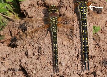 Brachytron pratense Früher Schilfjäger female