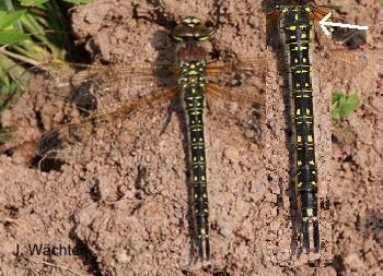 Brachytron pratense Frher Schilfjger female