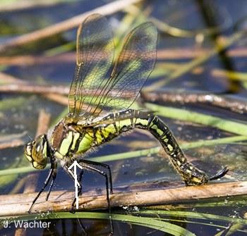 Brachytron pratense Frher Schilfjger female