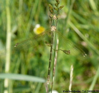Lestes barbarus Südliche Binsenjungfer