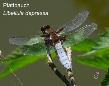 Libellula depressa Plattbauch male