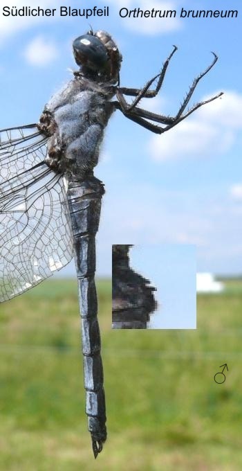 Orthetrum brunneum Südlicher Blaupfeil male