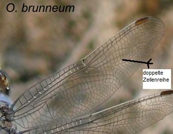 Orthetrum brunneum Südlicher Blaupfeil male
