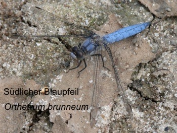 Orthetrum brunneum Sdlicher Blaupfeil male