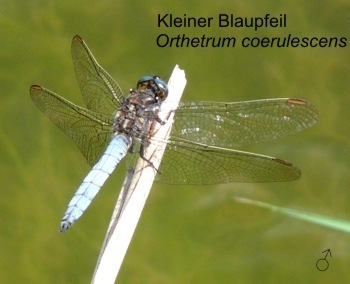 Orthetrum coerulescens Kleiner Blaupfeil male