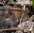 Orthetrum coerulescens