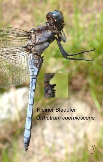 Orthetrum coerulescens Kleiner Blaupfeil male