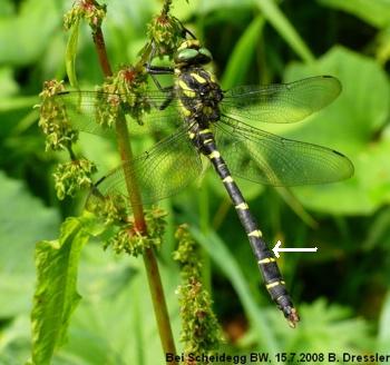 Cordulegaster bidentata Gestreifte Quelljungfer