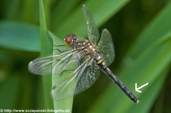Leucorrhinia albifrons Östliche Moosjungfer