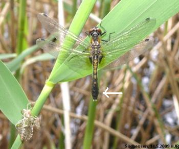 Leucorrhinia caudalis Zierliche Moosjungfer fresh female