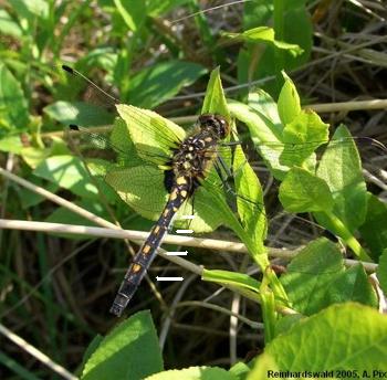 Leucorrhinia dubia Kleine Moosjungfer female