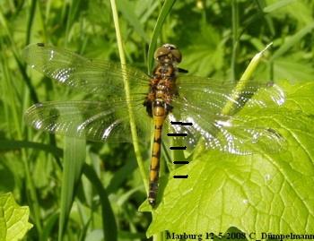 Leucorrhinia pectoralis Groe Moosjungfer female