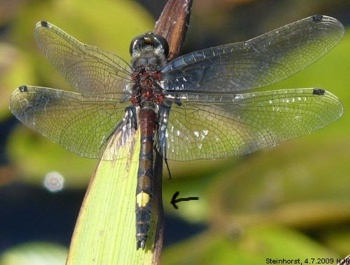 Leucorrhinia pectoralis Groe Moosjungfer male