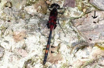 Leucorrhinia dubia Kleine Moosjungfer male