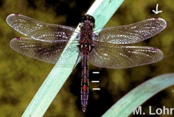 Leuorrhinia rubicunda Nordische Moosjungfer male