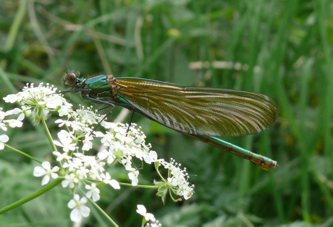 Gebnderte Prachtlibelle Calopteryx splendens 