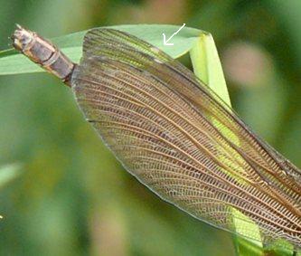 Blauflgel-Prachtlibelle Calopteryx virgo