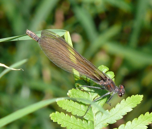 Blauflgel-Prachtlibelle Calopteryx virgo