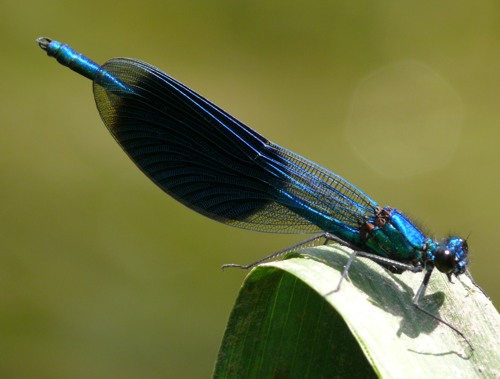 Gebnderte Prachtlibelle Calopteryx splendens