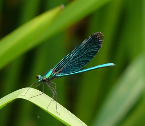 Blauflgel-Prachtlibelle Calopteryx virgo