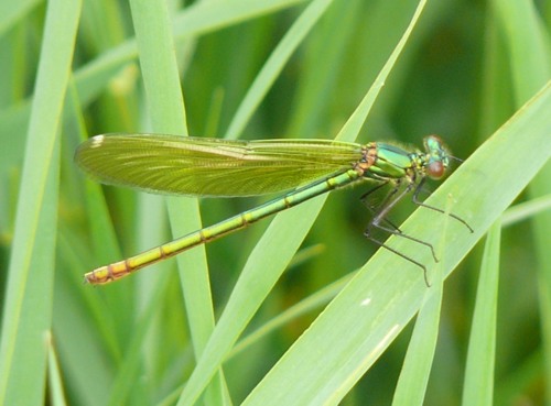 Gebnderte Prachtlibelle Calopteryx splendens