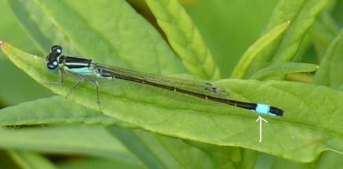 Grße Pechlibelle Ischnura elegans