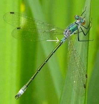 Glänzende Binsenjungfer Lestes dryas