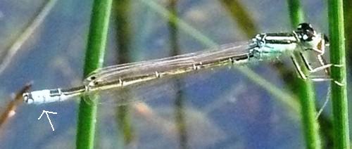 Kleine Pechlibelle Ischnura pumilio