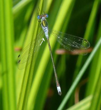 Gemeine Binsenjungfer Lestes sponsa 