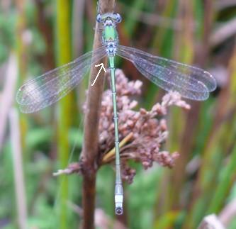 Kleine Binsenjungfer Lestes virens