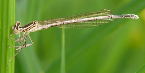 Blaue Federlibelle Platycnemis pennipes