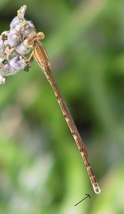 Gemeine Winterlibelle Sympecma fusca