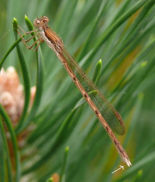 Gemeine Winterlibelle Sympecma fusca